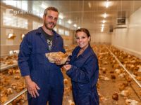 Broiler biological 47