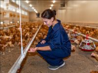 Broiler biological 46