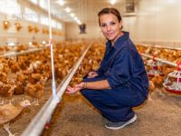 Broiler biological 45