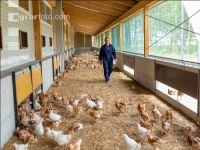 Broiler biological 44