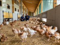 Broiler biological 43