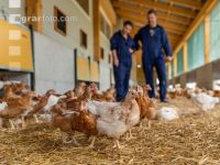 Broiler biological 39