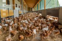 Broiler biological 35