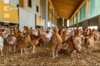 Broiler biological 34