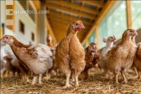 Broiler biological 33