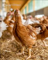 Broiler biological 32