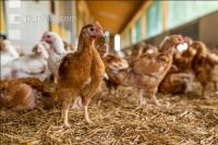 Broiler biological 31
