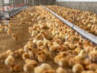 Broiler biological 30