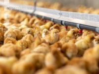 Broiler biological 29