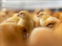 Broiler biological 28