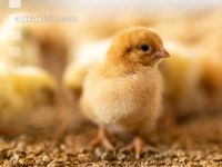 Broiler biological 27