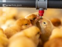 Broiler biological 26