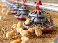 Broiler biological 25