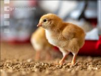 Broiler biological 24