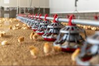 Broiler biological 23