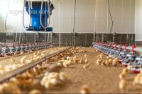 Broiler biological 20