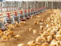 Broiler biological 19