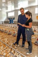 Broiler biological 57