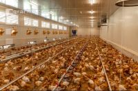 Broiler biological 49