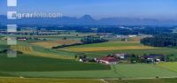 Grain fields June 14
