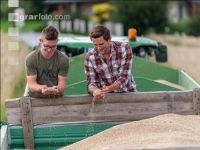 Rye harvest 65