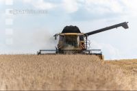 Rye harvest 54