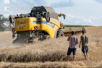 Rye harvest 46