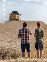 Roggen Ernte 43