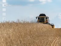 Rye harvest 42