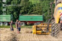 Roggen Ernte 37