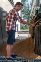Deliver wheat 100