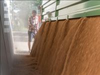 Weizen Ablieferung 96