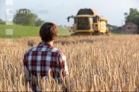 Rye harvest 34