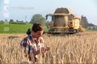 Rye harvest 33