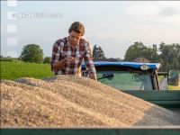 Rye harvest 31