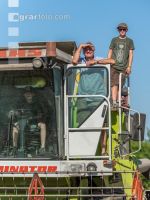 Wheat harvest 257