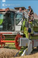 Wheat harvest 255
