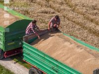 Roggen Ernte 81