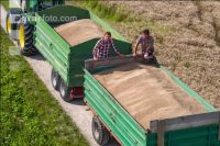 Roggen Ernte 80
