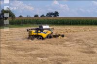 Rye harvest 79