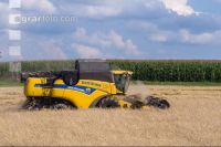 Rye harvest 78