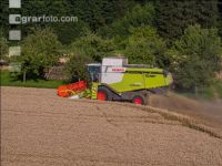 Wheat harvest 246