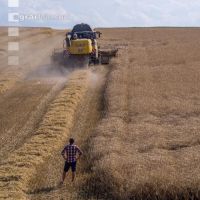 Rye harvest 72