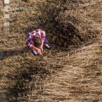 Rye harvest 71