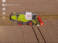 Wheat harvest 236