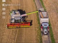Wheat harvest 234