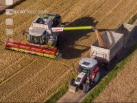 Wheat harvest 233