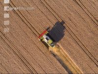 Wheat harvest 230