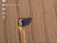 Wheat harvest 229