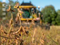 Soya harvest 191